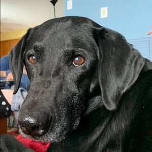 Meet your Posher, Linda